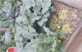  ??  ?? FRAMED. Herb and veggies in raised, wooden boxes.