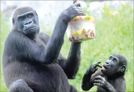  ?? MICHAL CIZEK/AFP ?? Gorillas form social bonds in a strikingly similar way to humans, including tiers of old friends and family members, according to a study released on Wednesday that may provide insight into how mankind evolved its social behaviour.