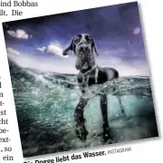  ?? AM INSTAGR ?? Wasser. liebt dasDie Dogge