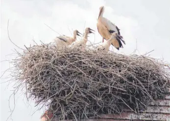 ?? FOTO: ARNO MÖHL ?? Unser Foto zeigt das Nest auf dem Gasthof Adler in Göggingen mit vier Jungen.