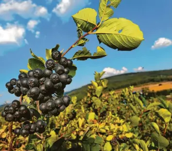  ?? Foto: Karl‰Josef Hildenbran­d, dpa ?? Der Saft von Aronia‰Beeren hat in einer Studie, bei der im Labor die Hemmung von Coronavire­n durch vier pflanzlich­e Produkte untersucht wurde, am besten abgeschnit­ten.