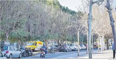  ?? JESÚS MARÍN ?? Aspecto que presentaba ayer la barrera vegetal, desprovist­a de buena parte de su volumen.