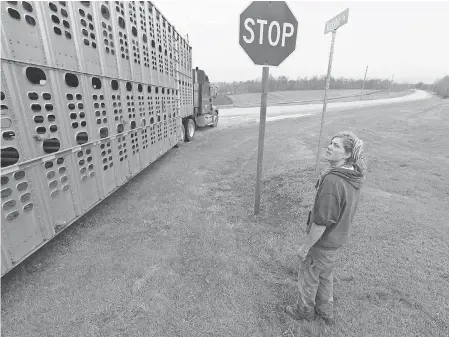  ?? MARK HOFFMAN/USA TODAY NETWORK ?? Emily Harris takes a final look at most of her herd as the truck leaves to carry the livestock to new farms. Emily and her wife, Brandi Harris, sold their cows and gave up dairy farming.