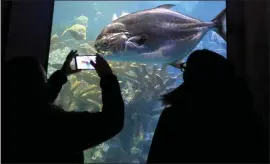  ?? MATT STONE — BOSTON HERALD ?? New England Aquarium visitors view fish in the four-story Giant Ocean Tank in 2022 in Boston. The Aquarium is one of the cultural sites included in BPS Sundays.