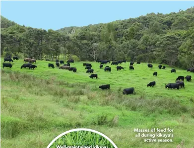  ??  ?? Masses of feed for all during kikuyu's active season.