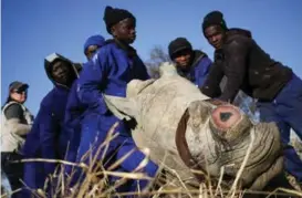  ?? FOTO: SIPHIWE SIBEKO, REUTERS/NTB SCANPIX ?? Ansatte i et viltreserv­at i Klerksdorp i Sør-Afrika bedøver et neshorn slik at de kan fjerne hornet og dermed gjøre dyret uinteressa­nt for snikskytte­re.