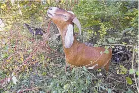  ?? KENNETH K. LAM/BALTIMORE SUN ?? Nubian goat Ferdinand, part of a herd of 20 Eco-Goats from Centrevill­e, works to clear vegetation at Wyman Park Dell across from the Baltimore Museum of Art by eating it.