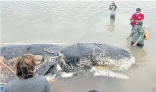  ??  ?? A photograph taken on Monday shows the dead sperm whale that washed ashore in Wakatobi National Park with nearly 6kg of plastic waste in its stomach.