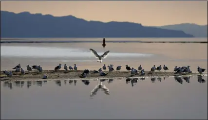  ?? JUSTIN SULLIVAN — GETTY IMAGES FILE PHOTO ?? California Gulls sit on an exposed sand bank at the Great Salt Lake in Utah.