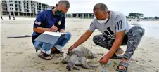  ?? — Bernama photo ?? Terengganu Fisheries personnel taking measuremen­ts of the carcass prior to burial.