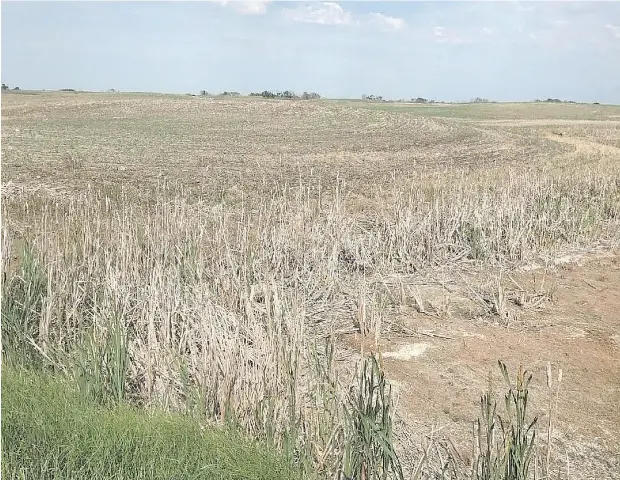  ?? CURTIS OBRIGEWITS­CH / THE CANADIAN PRESS ?? A field of canola in southern Saskatchew­an that would typically be three feet tall at this time of the year has been stunted by an absence of rain.