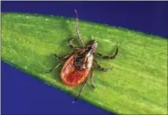  ?? CDC VIA AP ?? In this undated photo provided by the U.S. Centers for Disease Control and Prevention (CDC), a blacklegge­d tick also known as a deer tick. Diagnosing if a tick bite caused Lyme or something else can be difficult but scientists are developing a new way...