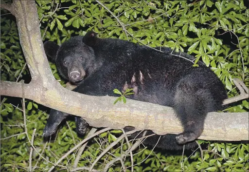  ??  ?? This black bear strolled through Arkadelphi­a several years ago, stopping at a convenienc­e store and a couple of fastfood restaurant­s before heading to Henderson State University, where it was photograph­ed taking a rest in a tree. Black bears are frequently seen in Arkansas, and the best reaction is to not crowd them, not feed them and not try to pet them.
(File Photo)