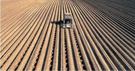  ??  ?? Potato prices have collapsed in major production centres, including the European Union.