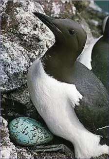  ??  ?? A cliff-nesting Common Guillemot with its single egg.