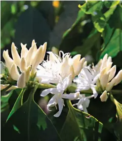  ??  ?? Apuesta. La pacaya busca producir cafés que ya no se están cultivando en el país, como el típica, así como producir geisha.