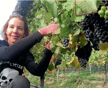  ?? PHOTO: FAIRFAX NZ ?? Burn Cottage Vineyard supervisor Andrea Mair at work on the first day of the 2016 harvest.