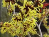  ??  ?? Hamamelis x intermedia ‘Pallida’