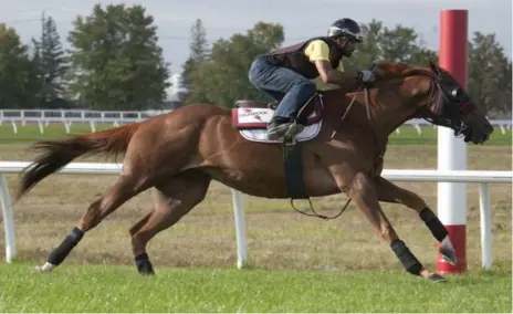  ?? MICHAEL BURNS ?? Johnny Bear will be the only Canadian horse in Sunday’s Pattison Canadian Internatio­nal Stakes at Woodbine Racetrack.