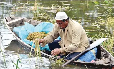  ?? M RIDWAN/JAMBI EKSPRES/JPG ?? PANEN DINI: Seorang petani di Kecamatan Pelayangan, Kota Jambi, memanen padinya yang terendam banjir.