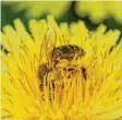  ?? Foto: Jens Kalaene, dpa ?? Bienen hinterlass­en oft winzige Spuren, wenn sie zum Beispiel auf Pflanzen sit‰ zen.