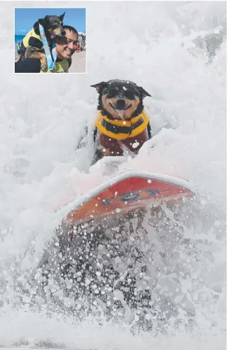  ?? Picture: AFP ?? Australian kelpie cross surf dog Abbie rides a wave during the annual Surf City Surf Dog competitio­n at Huntington Beach in California, inset, with owner Michael Uy.