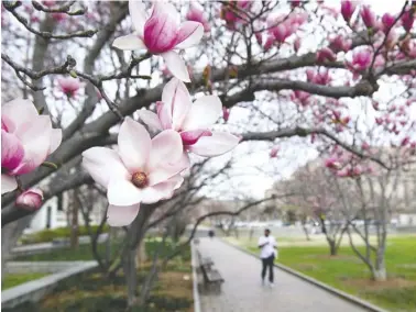  ?? CLIFF OWEN /THE ASSOCIATED PRESS ?? Tulip Magnolia trees bloom in Washington on Tuesday. Crocuses, cherry trees, magnolia trees are blooming several weeks early because of an unusually warm February. Some climate experts say it looks like, because of an assist from global warming, spring...