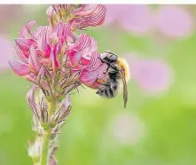  ?? VERENA WAGNER FOTO: ?? Die Stadt Langenfeld startet einen Fotowettbe­werb mit Bildern rund um die Natur.