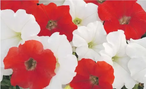  ??  ?? Many Canadian flower growers are shifting to red and white colour schemes like this ‘Easy Wave Petunia O Canada Mix’ in celebratio­n of Canada 150.