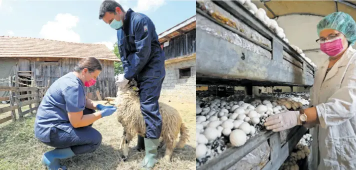  ?? ?? ČETRDESET I DVA DANA svaka je životinja konzumiral­a 0,85 kilograma hrane koja se sastojala od 400 grama zelene mase (dnevni otkos s područja Velike Crkvine), 667 grama sijena i 200 grama krmne smjese za janjad u što bi se umiješalo 15 grama praha šampinjona, kaže doc.dr.sc. Ana Shek-Vugrovečki