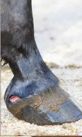  ?? ?? A coronary band injury can temporaril­y disrupt the production of hoof horn, resulting in defects in the hoof wall.