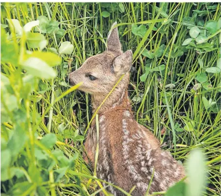  ?? SYMBOL-FOTO: ALEXANDER VOLKMANN ?? Auch im Kreis Wesel sind mit dem Frühlingsb­eginn wieder mehr Rehkitze zu sehen. Sie sind süß – sollten aber auf keinen Fall von Spaziergän­gern angefasst werden.