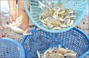  ?? POST STAFF ?? Crab fished in Kampot province in recent years.