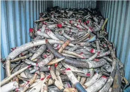  ?? Picture: MOHD SAMSUL MOHD SAID/GETTY IMAGES ?? PILED UP: A container of seized African Elephant tusks. DNA tests have identified three major ivory cartels in Africa.