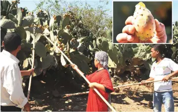  ??  ?? Farmers harvest barbary figs in the Moroccan region of Skhour Rhamna region near Marrakech. (Insert) A prickly pear or barbary fig. — AFP photos