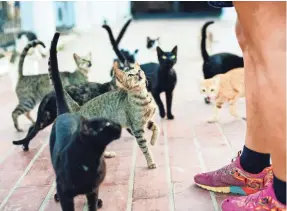  ?? GETTY IMAGES ?? There is no evidence that cats can infect humans with coronaviru­s.