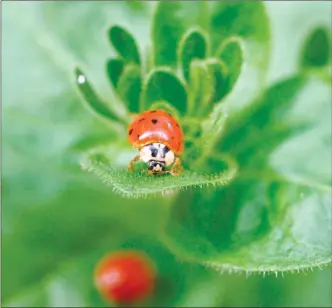  ?? The Associated Press ?? Adult ladybug on a property near New Market, Va. You can buy ladybugs to clear plants of aphids, but the colourful predators have a habit of disappeari­ng soon after release.