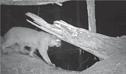  ?? SUBMITTED ?? A bobcat is captured on camera at the Reese Wildlife Reserve.