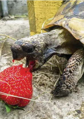  ??  ?? Für Erdbeeren lässt Max die Landschild­kröte, alles liegen. Das Foto stammt von Laura Kutschker aus Ried heim bei Leipheim (Landkreis Günzburg).