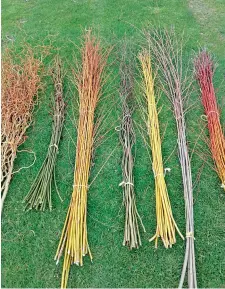  ?? ?? From left: ‘Tortured Coral’; Salix gracilisty­la ‘Melanostac­hys’; Vitellina ‘Gold’; ‘Tortured Black’; Vitellina ‘Yellow’; Vitellina ‘Black’; Vitellina ‘Red’.