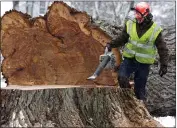  ?? PAT WELLENBACH — THE ASSOCIATED PRESS/FILE ?? A worker removes sawdust from “Herbie,” the tallest American elm in New England, on Jan. 19, 2010, after it was cut down in Yarmouth, Maine.