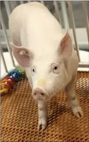  ?? REVIVICOR, INC. ?? Shown is a geneticall­y modified pig.