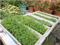  ??  ?? These are trays of clover in various stages of growth. Bruce Pardue grows it specifical­ly for feeding Henrietta and Drake, his two pet ducks.