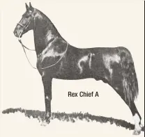  ??  ?? Rex Chief A