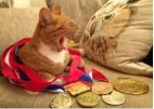  ?? Mark Taylor ?? ‘ My cat likes the noise the medals make when they jangle.’