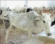  ?? HT PHOTO ?? A cow at the Kanpur Gaushala on Friday.