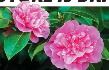  ??  ?? Pretty in pink: Camellias can play a starring role in your garden over winter and spring