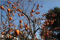  ?? PHOTO BY MARIE NARLOCK ?? Persimmons have a chill hour requiremen­t of less than 100hours.