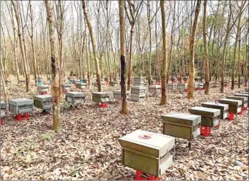  ?? SUPPLIED ?? Sotheara’s hives are moved from location to location to give her bees access to the flowers when they are in season and blooming.