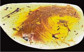  ?? — Reuters ?? Exciting find: The tip of the dinosaur tail found preserved in a chunk of amber.